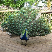 Picture 020